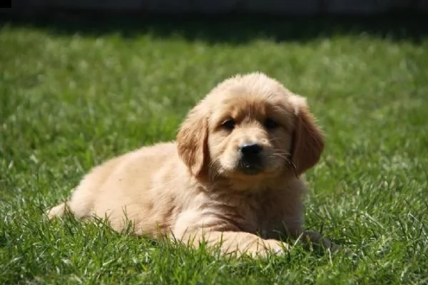 cuccioli di golden retriever con pedigree- | Foto 0