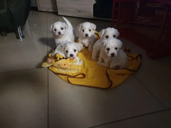 cuccioli di maltese giocattolo tazza da tè | Foto 6