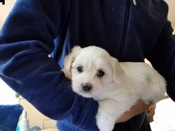 cuccioli di maltese giocattolo tazza da tè | Foto 5