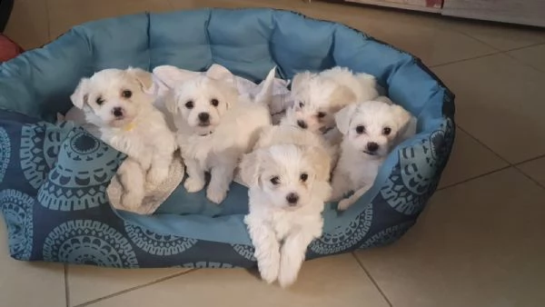 cuccioli di maltese giocattolo tazza da tè | Foto 4