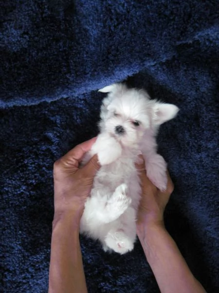 cuccioli di maltese giocattolo tazza da tè | Foto 3