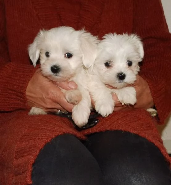 cuccioli di maltese giocattolo tazza da tè | Foto 2