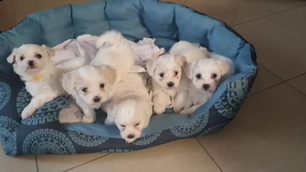 cuccioli di maltese giocattolo tazza da tè | Foto 1