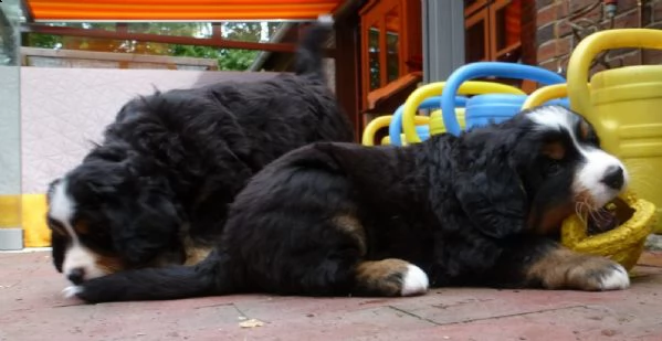 meravigliosi cuccioli di bovaro del bernese | Foto 3