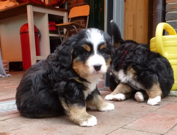 meravigliosi cuccioli di bovaro del bernese