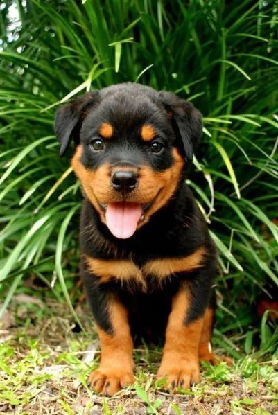   regalo rottweiler cuccioli (maschio e femmina) bellissimo cuccioli di rottweiler (maschio e femmin