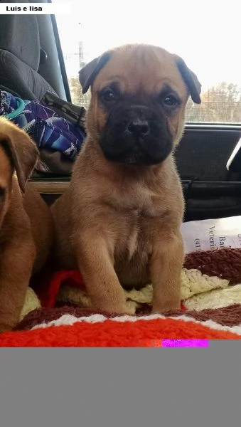 regalo bullmastiff cuccioli