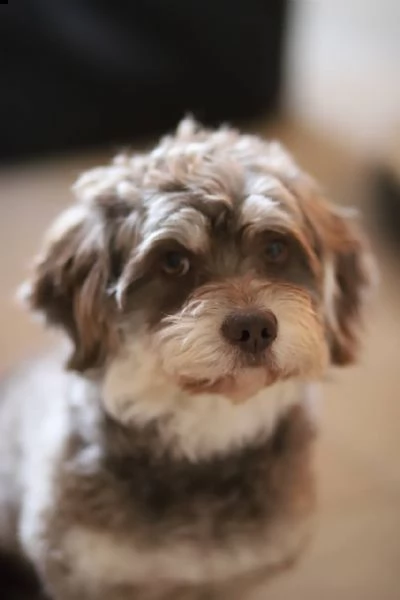 havanese | Foto 0