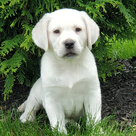 labrador retriever cuccioli per l'adozione bellissima cucciolata cerca nuova famiglia, 4 maschi e 3 