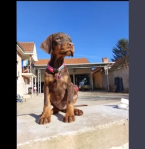 cuccioli di dobermann ciocolato | Foto 0