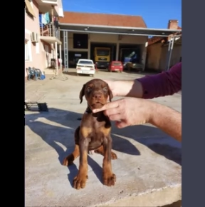 cuccioli di dobermann ciocolato