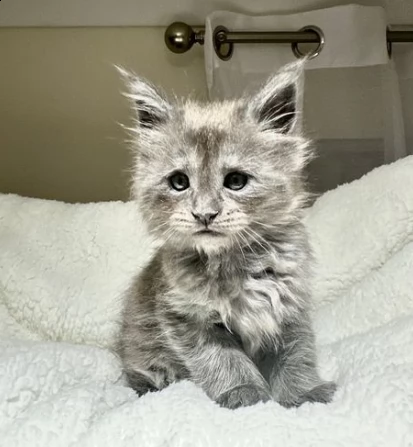 gattini di bellissimi maine coon