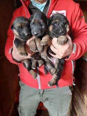 cuccioli pastore tedesco a pelo corto e a pelo lungo | Foto 1