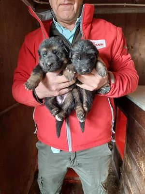 cuccioli pastore tedesco a pelo corto e a pelo lungo | Foto 0