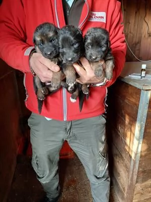 cuccioli pastore tedesco a pelo corto e a pelo lungo