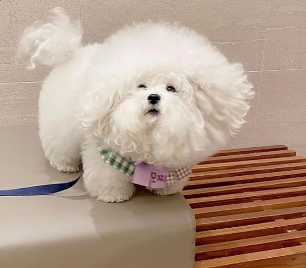 bichon  | Foto 0