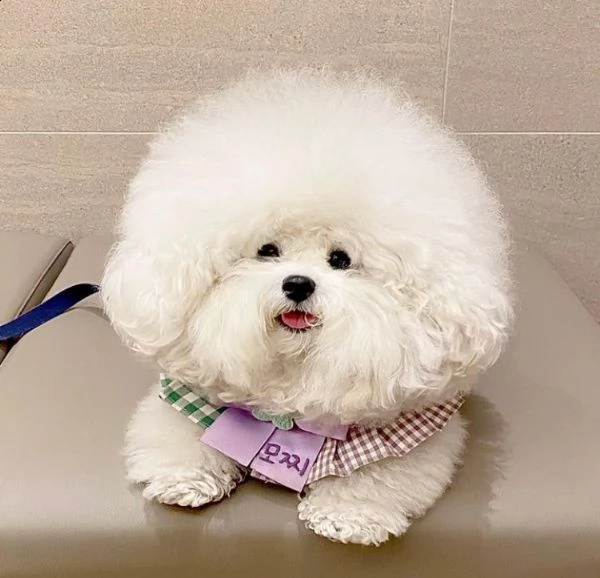 bichon 