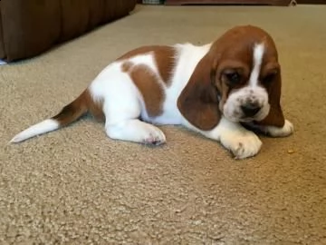 cuccioli di bassethound