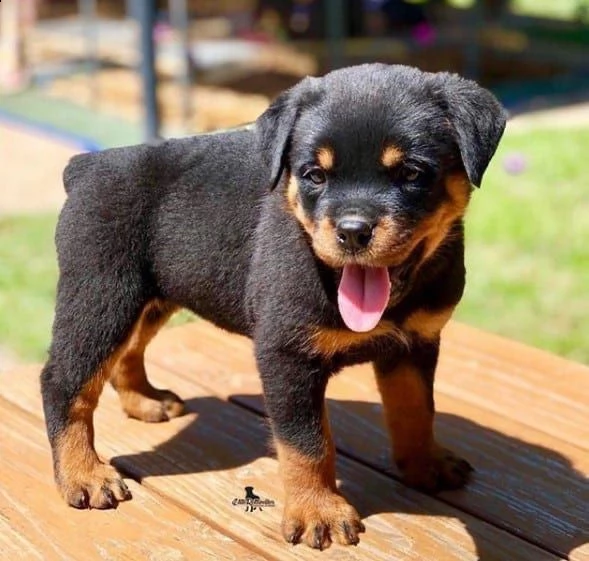   regalo rottweiler cuccioli (maschio e femmina) bellissimo cuccioli di rottweiler (maschio e femmin