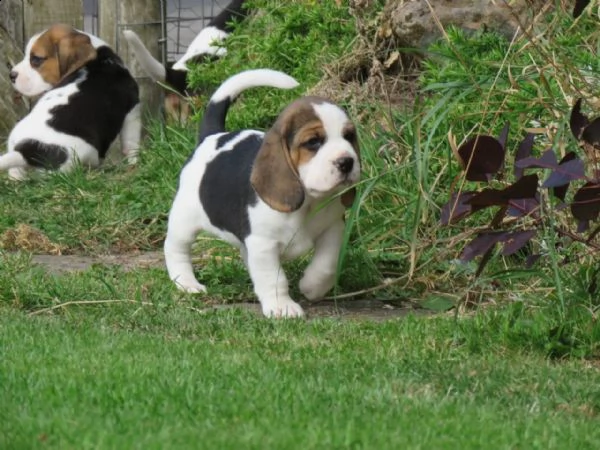 kuccioli di beagle cioccolato con pedigree | Foto 6