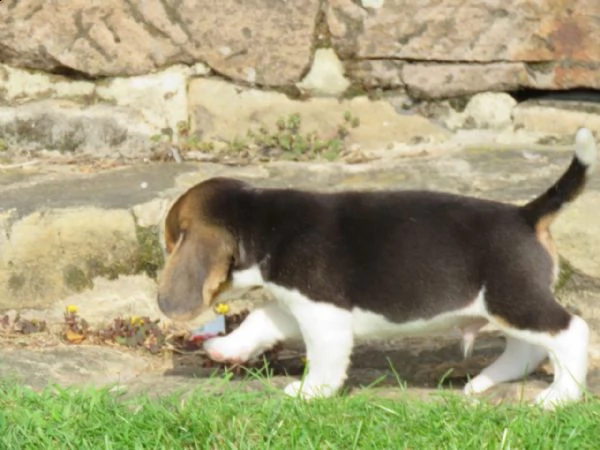 kuccioli di beagle cioccolato con pedigree | Foto 5