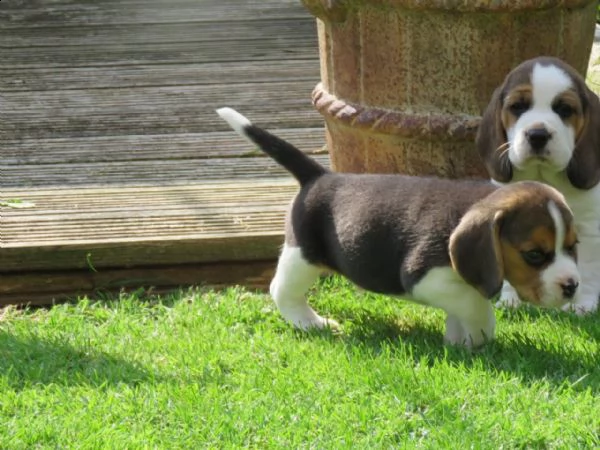 kuccioli di beagle cioccolato con pedigree | Foto 3