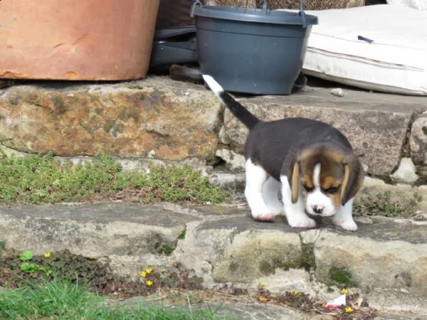 kuccioli di beagle cioccolato con pedigree | Foto 2