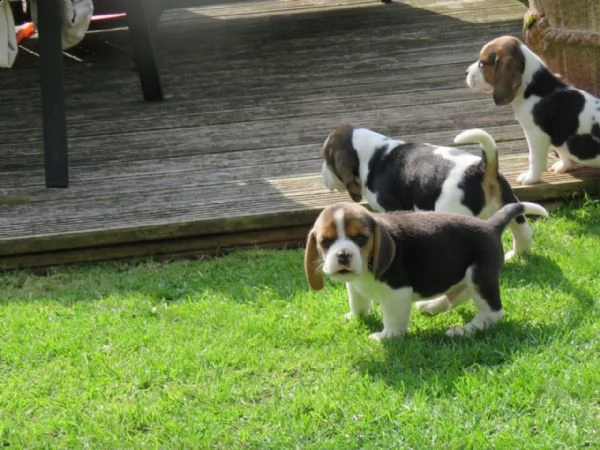 kuccioli di beagle cioccolato con pedigree