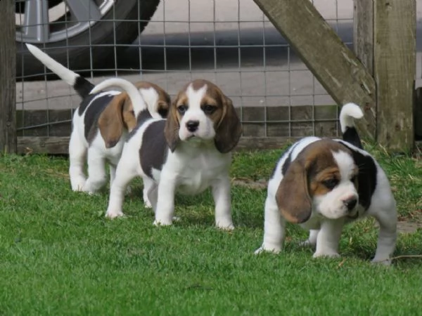 kuccioli di beagle cioccolato con pedigree | Foto 0