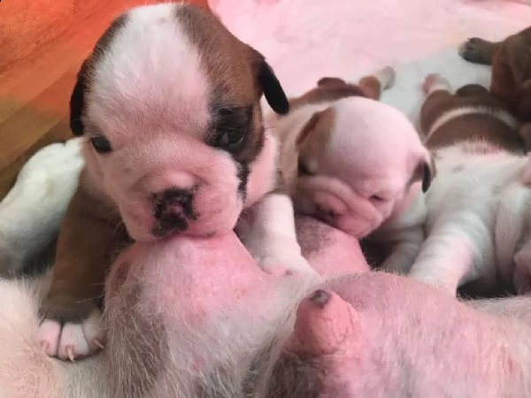 ciccioli di bulldog inglese  | Foto 4