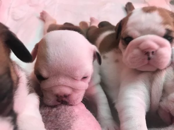 ciccioli di bulldog inglese  | Foto 3