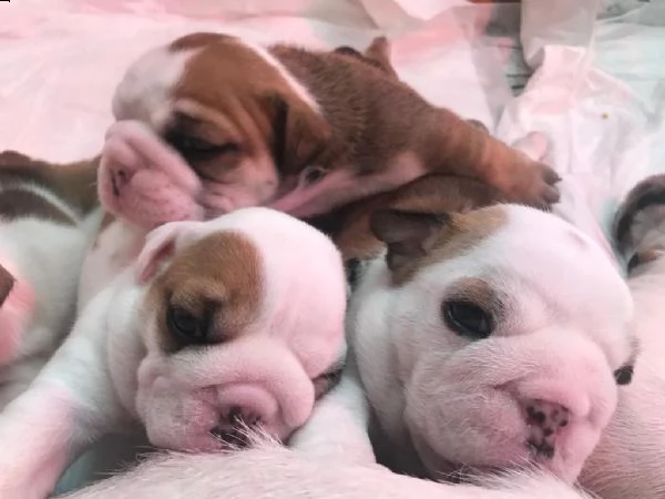 ciccioli di bulldog inglese  | Foto 2