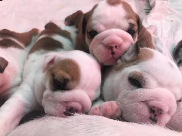 ciccioli di bulldog inglese 