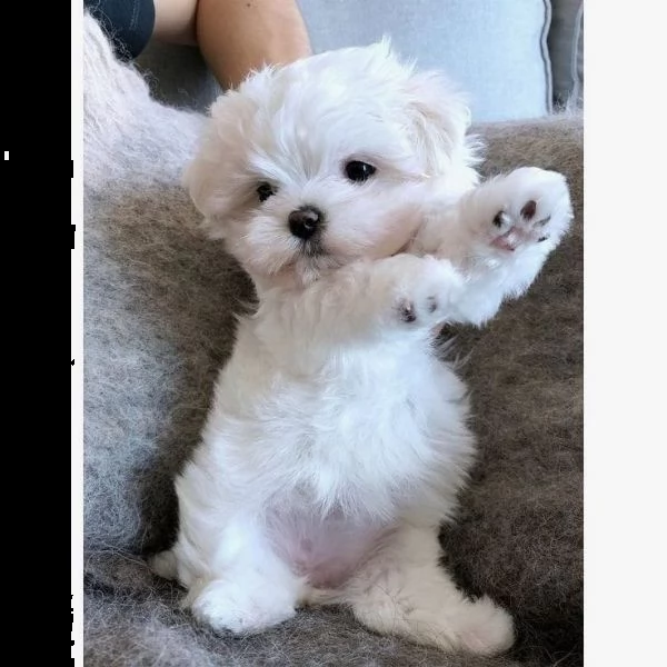 cuccioli di maltese ben socializzati (+393509706299)