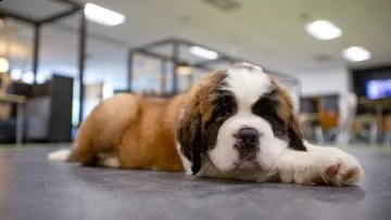 stupendi cuccioli di san bernardo | Foto 0