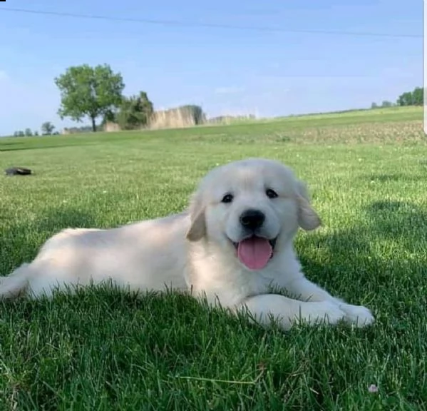 vendita golden retriever  | Foto 3