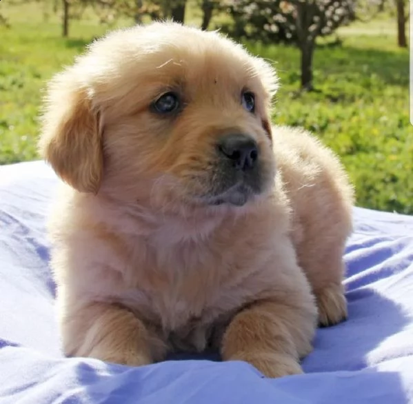 vendita golden retriever  | Foto 2