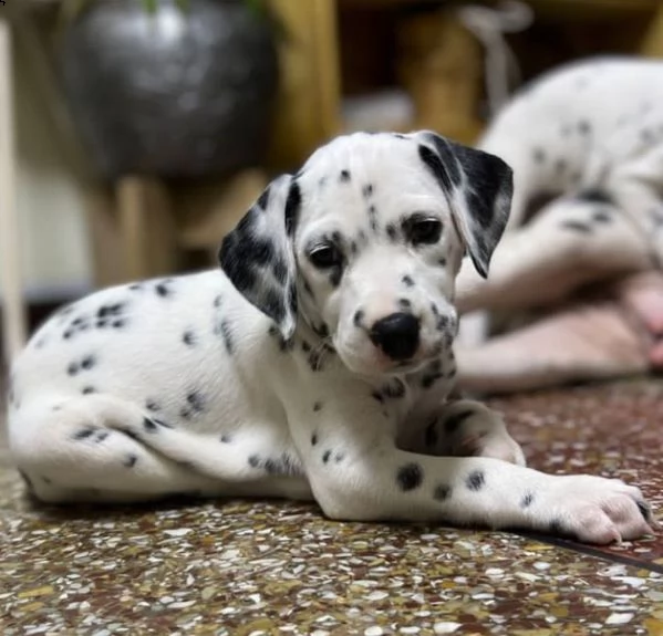 dalmata  | Foto 0