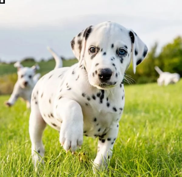 dalmata 