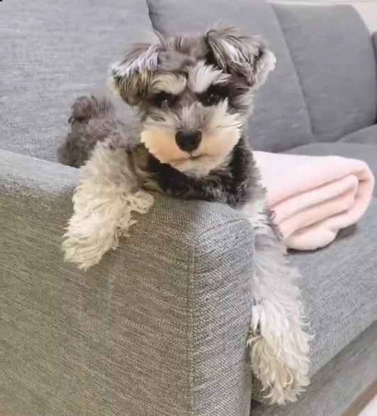 schnauzer  | Foto 0