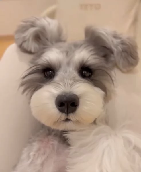 schnauzer 