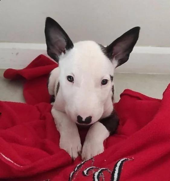 bull terrier 