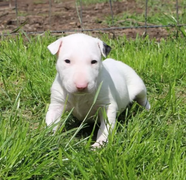 bull terrier  | Foto 0