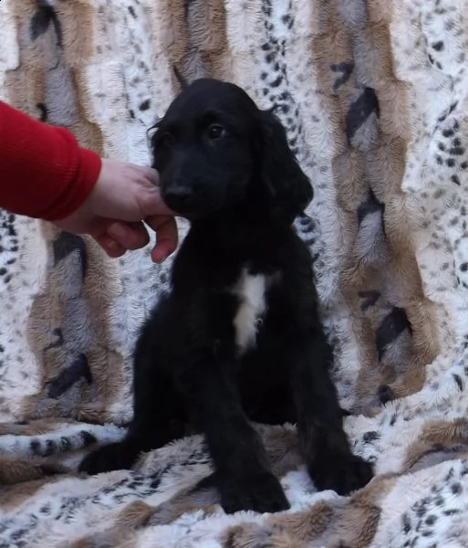 cuccioli di levriero afgano | Foto 0