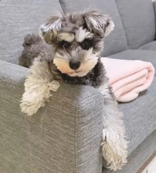 schnauzer  | Foto 0