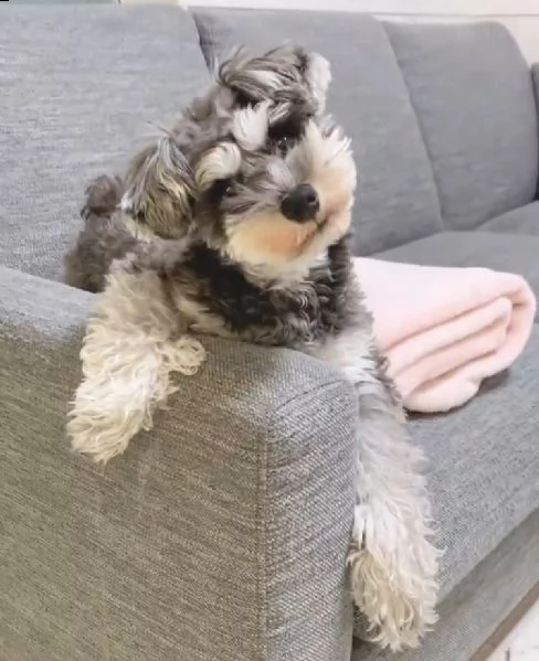 schnauzer 