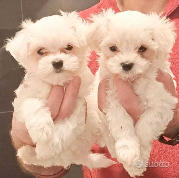 bichon frise maltese  | Foto 0