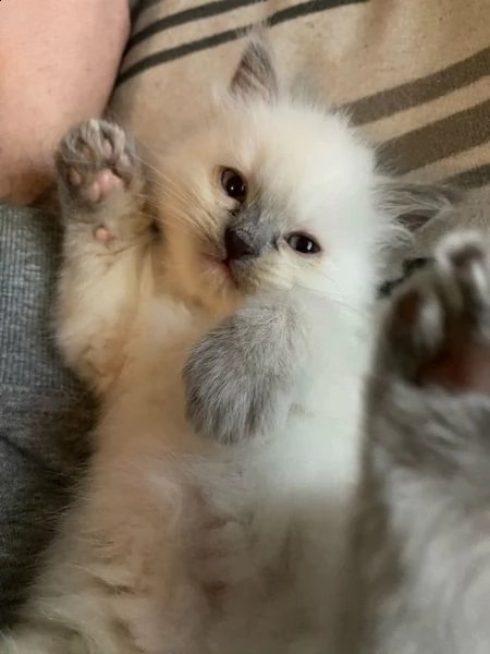 gattini ragdoll dolcissimi