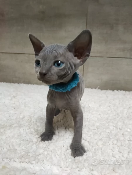 blu solido canadian sphynx