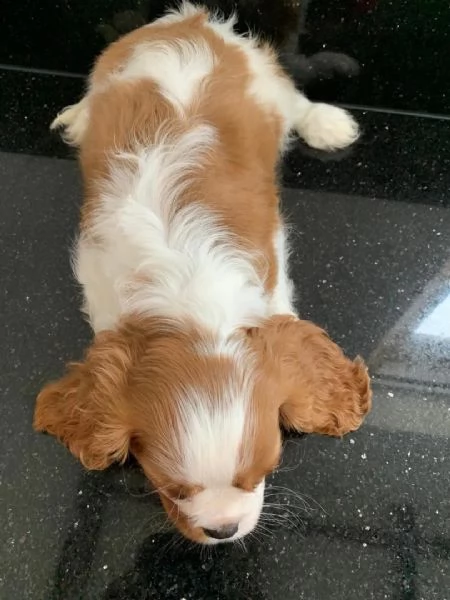 cuccioli di cavalier king  femminucce e maschietti disponibili per l'adozione gratuita